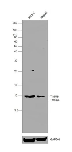 Invitrogen TIMM9 Polyclonal Antibody 100 &mu;L; Unconjugated:Antibodies,