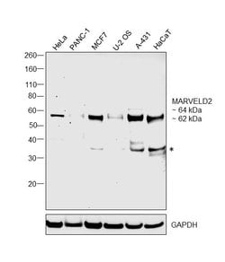 Invitrogen MARVELD2 Polyclonal Antibody 100 &mu;L; Unconjugated:Antibodies,