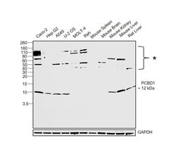 Invitrogen PCBD1 Polyclonal Antibody 100 &mu;L; Unconjugated:Antibodies,