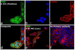Invitrogen PHIP Polyclonal Antibody 100 &mu;L; Unconjugated:Antibodies,