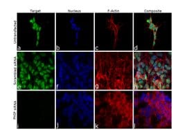 Invitrogen PHIP Polyclonal Antibody 100 &mu;L; Unconjugated:Antibodies,