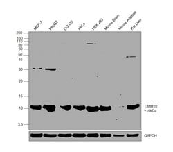 Invitrogen TIMM10 Polyclonal Antibody 100 &mu;L; Unconjugated:Antibodies,