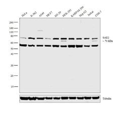 Invitrogen UBA2 Polyclonal Antibody 400 &mu;L; Unconjugated:Antibodies,