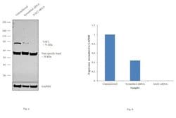 Invitrogen UBA2 Polyclonal Antibody 400 &mu;L; Unconjugated:Antibodies,