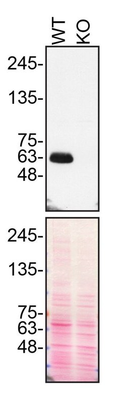 Invitrogen SMOC1 Polyclonal Antibody 100 &mu;g; Unconjugated:Antibodies,