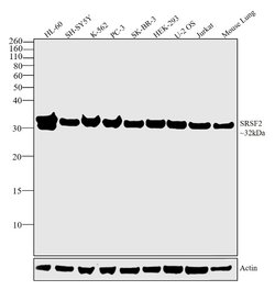 Invitrogen SRSF2 Polyclonal Antibody 400 &mu;L; Unconjugated:Antibodies,