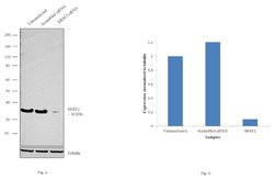 Invitrogen SRSF2 Polyclonal Antibody 400 &mu;L; Unconjugated:Antibodies,