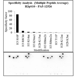 Invitrogen Phospho-Histone H3 (Ser10) Polyclonal Antibody 400 &mu;L; Unconjugated:Antibodies,