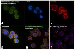 Invitrogen Phospho-Rb (Ser788) Polyclonal Antibody 400 &mu;L | Buy Online | Invitrogen&trade; | Fisher Scientific