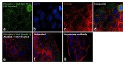 Invitrogen Phospho-c-Raf (Ser471) Polyclonal Antibody 400 μL; Unconjugated:Antibodies,