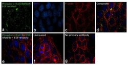 Invitrogen Phospho-c-Raf (Ser339) Polyclonal Antibody 400 &mu;L; Unconjugated:Antibodies,