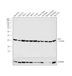 Invitrogen DJ-1 Polyclonal Antibody 400 &mu;L; Unconjugated:Antibodies,