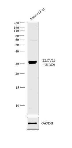 Invitrogen GOT1 Polyclonal Antibody 100 &mu;g; Unconjugated:Antibodies,