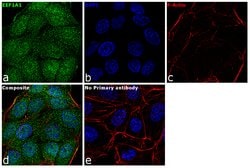Invitrogen EEF1A1 Polyclonal Antibody 400 &mu;L; Unconjugated:Antibodies,
