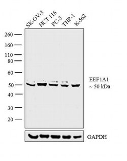 Invitrogen EEF1A1 Polyclonal Antibody 400 &mu;L; Unconjugated:Antibodies,