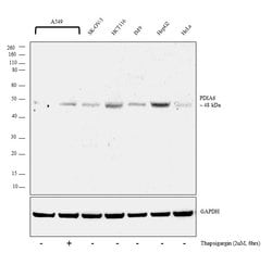 Invitrogen PDIA6 Polyclonal Antibody 400 &mu;L; Unconjugated:Antibodies,