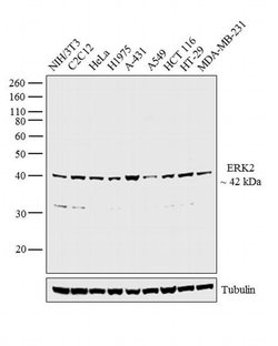 Invitrogen ERK2 Polyclonal Antibody 400 &mu;L; Unconjugated:Antibodies,