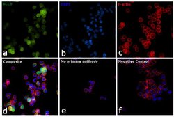 Invitrogen BCL6 Polyclonal Antibody 400 &mu;L; Unconjugated:Antibodies,
