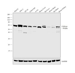Invitrogen CYP3A4 Polyclonal Antibody 200 &mu;L; Unconjugated:Antibodies,