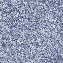 Invitrogen Carbonic Anhydrase IV Polyclonal Antibody 100 &mu;L; Unconjugated:Antistoffer