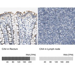 Invitrogen™ Carbonic Anhydrase IV Polyclonal Antibody