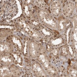 Invitrogen CLOCK Polyclonal Antibody 100 &mu;L; Unconjugated:Antibodies,