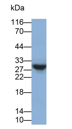 Invitrogen&trade;&nbsp;Beta-casein Polyclonal Antibody