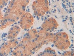 Invitrogen™ ISLR Polyclonal Antibody