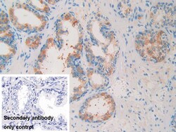 Invitrogen&trade;&nbsp;ISLR Polyclonal Antibody