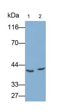Invitrogen&trade;&nbsp;ISLR Polyclonal Antibody