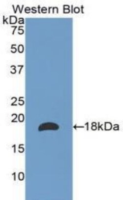 Invitrogen&trade;&nbsp;Laminin alpha-1 Polyclonal Antibody
