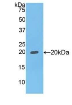 Invitrogen™ FCGBP Polyclonal Antibody