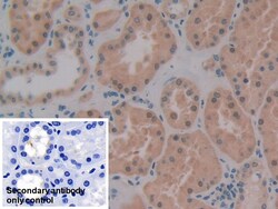 Invitrogen&trade;&nbsp;PKIB Polyclonal Antibody