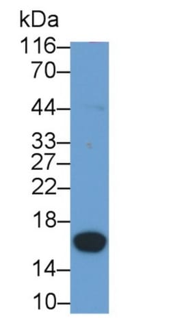 Invitrogen™ PKIB Polyclonal Antibody