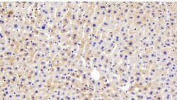 Invitrogen&trade;&nbsp;DVL1 Polyclonal Antibody