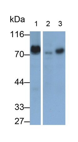 Invitrogen&trade;&nbsp;DVL1 Polyclonal Antibody