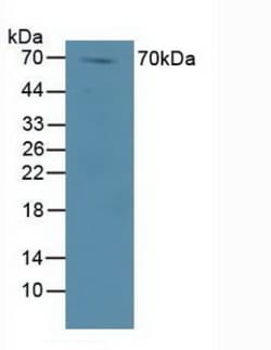 Invitrogen™ DVL1 Polyclonal Antibody