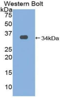 Invitrogen&trade;&nbsp;EGR3 Polyclonal Antibody