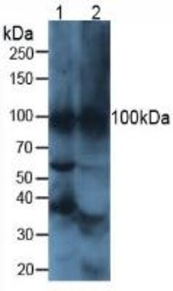 Invitrogen&trade;&nbsp;ATP4A Polyclonal Antibody