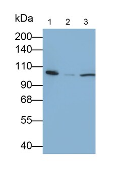 Invitrogen™ ADAM8 Polyclonal Antibody