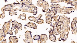 Invitrogen&trade;&nbsp;PAPPA Polyclonal Antibody