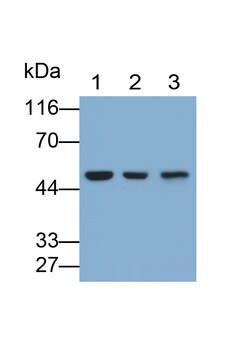 Invitrogen&trade;&nbsp;GAL3ST1 Polyclonal Antibody