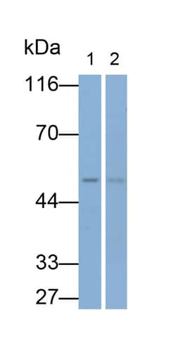 Invitrogen&trade;&nbsp;GAL3ST1 Polyclonal Antibody