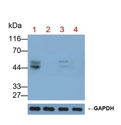 Invitrogen&trade;&nbsp;GAL3ST1 Polyclonal Antibody