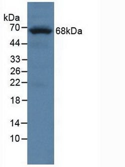 Invitrogen™ PTPRO Polyclonal Antibody