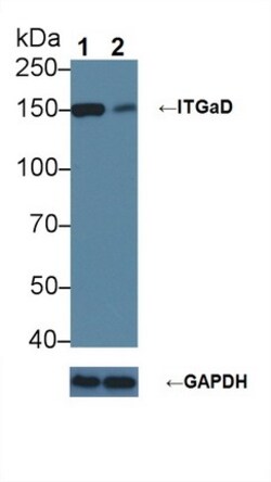 Invitrogen&trade;&nbsp;CD11d Polyclonal Antibody