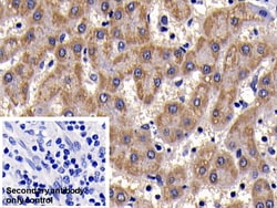 Invitrogen&trade;&nbsp;SAA Polyclonal Antibody