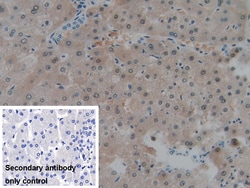 Invitrogen&trade;&nbsp;MT-ND1 Polyclonal Antibody