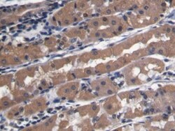 Invitrogen&trade;&nbsp;CD31 Polyclonal Antibody