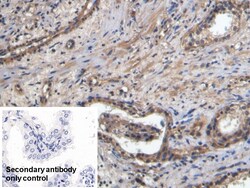 Invitrogen&trade;&nbsp;CD31 Polyclonal Antibody